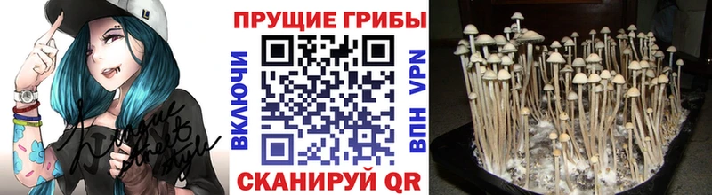 OMG маркетплейс  где продают   Евпатория  Псилоцибиновые грибы Cubensis 
